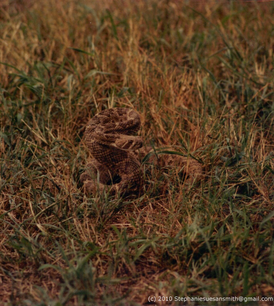 Diamondback rattlesnake Diamondback Rattlesnake