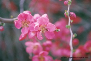 Flowering Quince