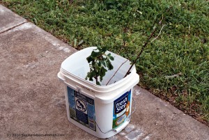Multiflora Rose in cat litter bucket multiflora rose 300x201 Multiflora Rose: Pretty but Invasive