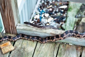 A Texas Rat Snake, Elaphe obsoleta lindheimeri, sunning on the porch rail. A Texas Rat Snake, Elaphe obsoleta lindheimeri, sunning on the porch rail.