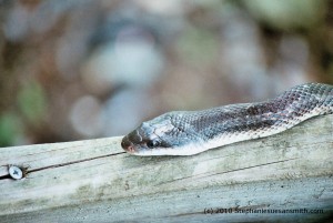 Texas Rat Snake closeup of head Texas Rat Snake closeup of head