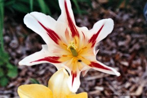Varigated Tulip with Dead Fly in it