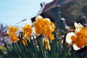daffodils