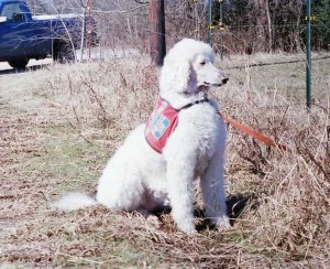Amber in her service dog vest