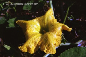 spagehitti squash blossom