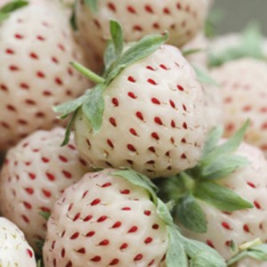 pineberry1