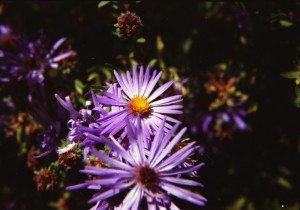 Aster in the Heritage Garden of Hunt County