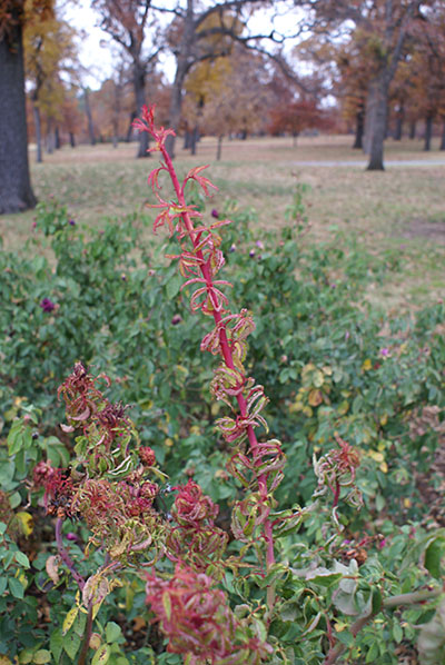 Diagnosing Plant Diseases Information Central