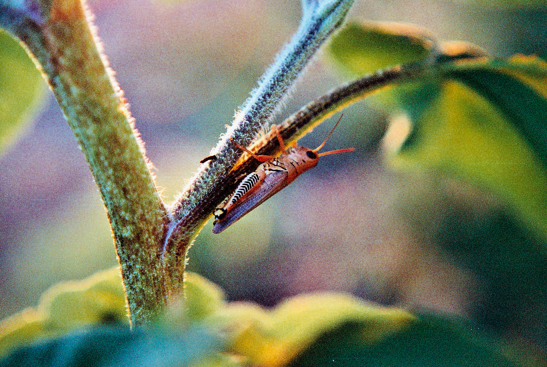 Get Rid of Grasshoppers with Nolo Bait Biological Insecticide