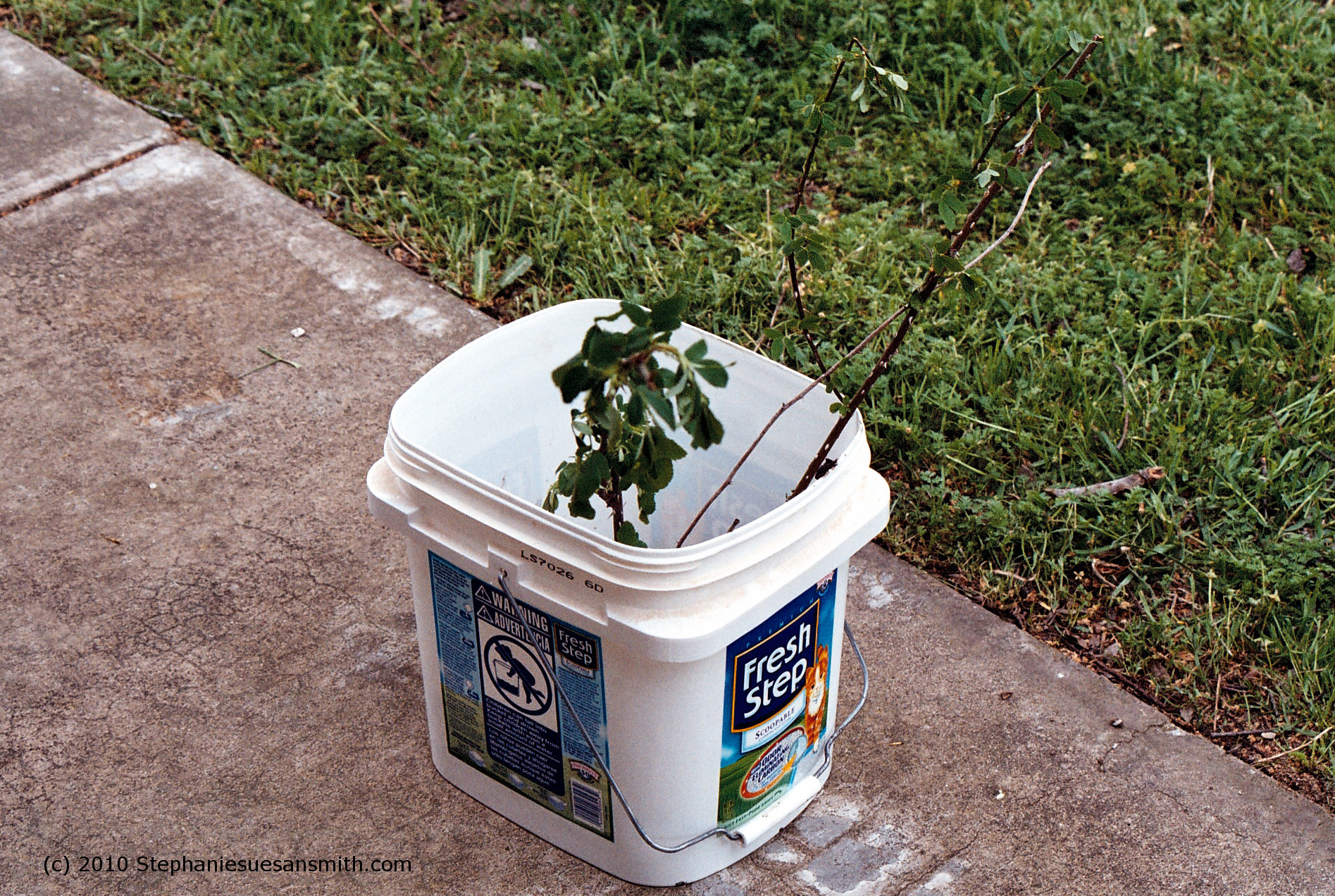 Multiflora Rose in cat litter bucket
