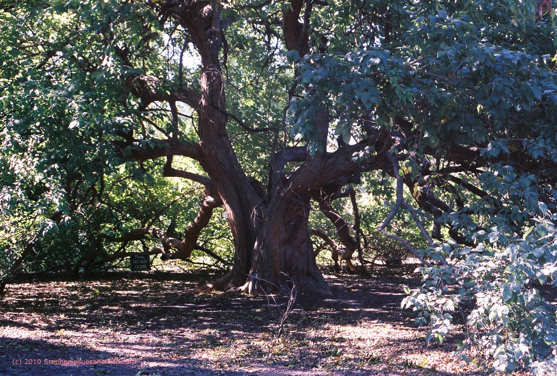 bois d’arc tree