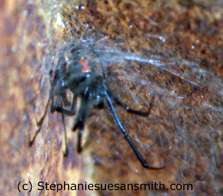 Black Widow Spider on web