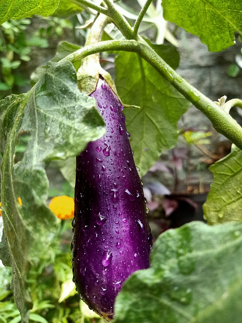 eggplant-g9f51d296d_640.jpg