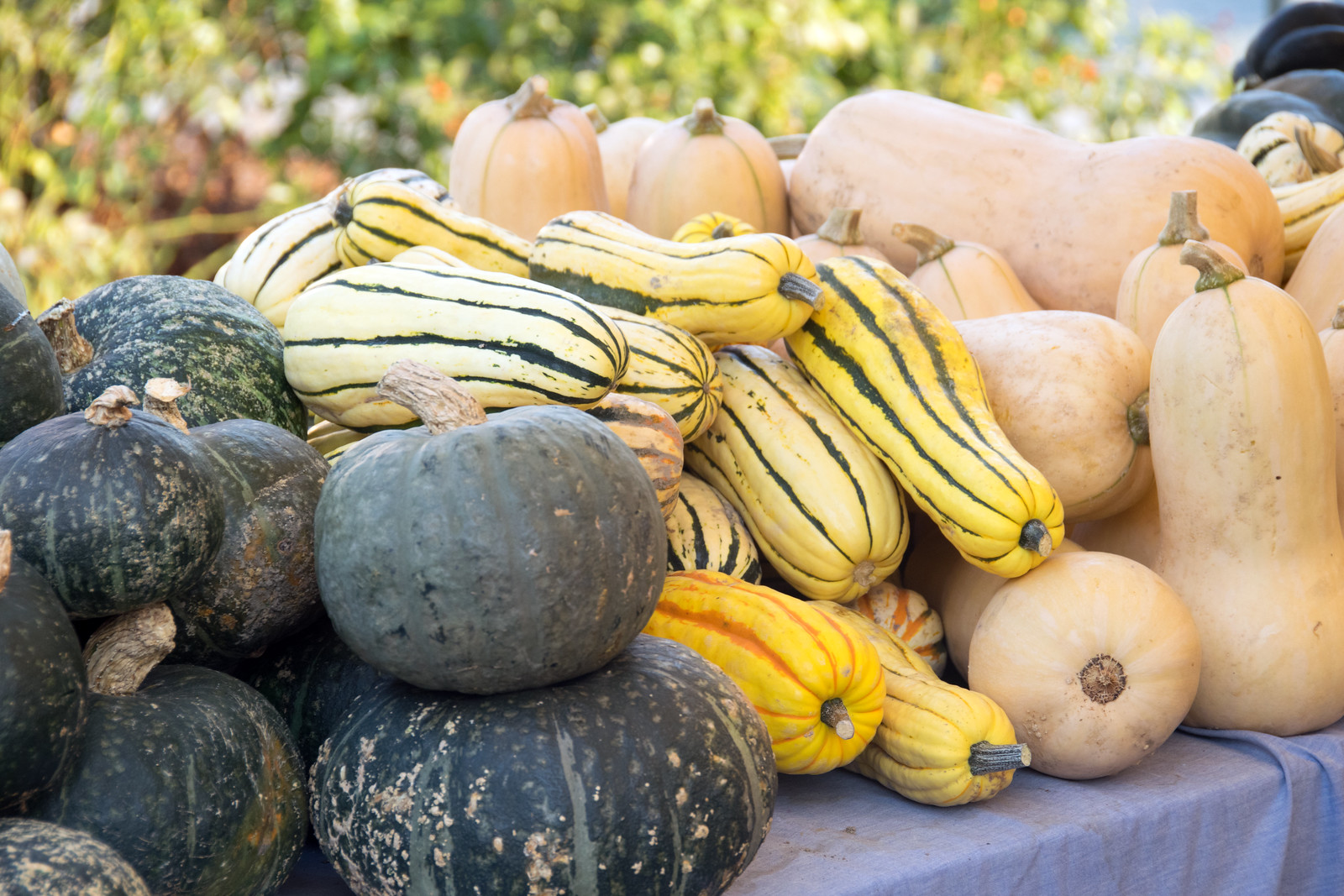 Growing Winter Squash Information Central