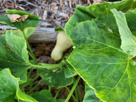 Growing Butternut Squash - Information Central
